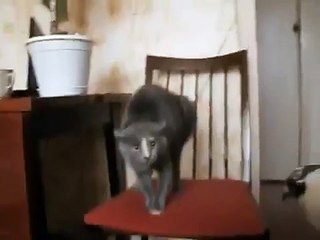 Прикол! Бедныкй котэ испуглся!))