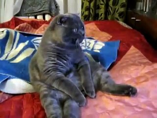 Прикол! Кот и телевизор!)