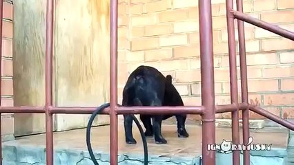 Прикол!)) Ну пустите же меня!))Open the fing door!