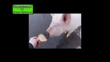 Прикол!)) Свинку не поймать!))