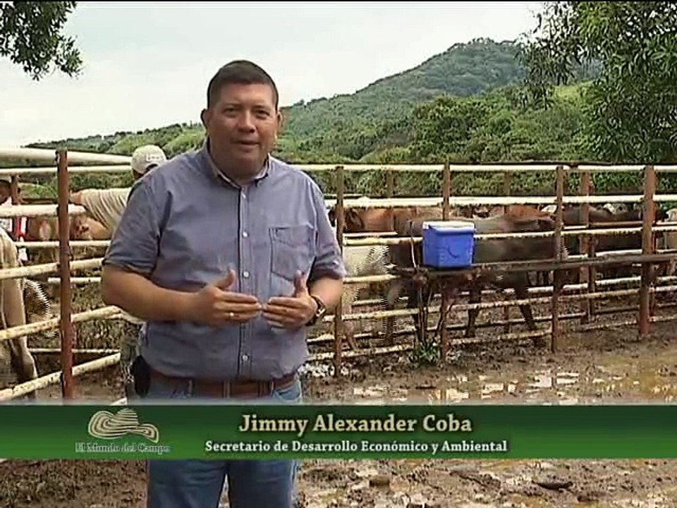 15 Diciembre 2015 Aguazul Casanare Mejoramiento Ganadero 1