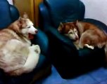 New 2016 Поющие собаки - Забавные собаки поют песни