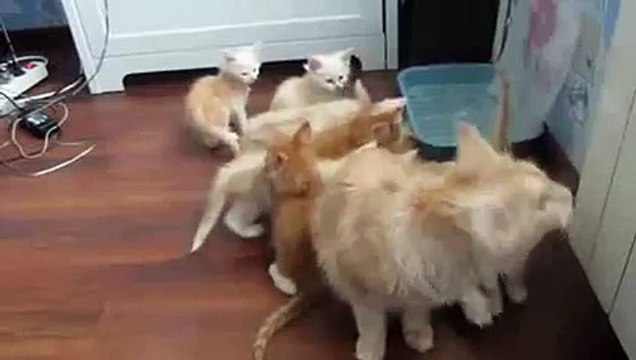 New 2016 Котики разбежались кто куда от испуга