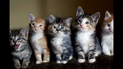 New 2016 Кот танцует под Майкла Джексона