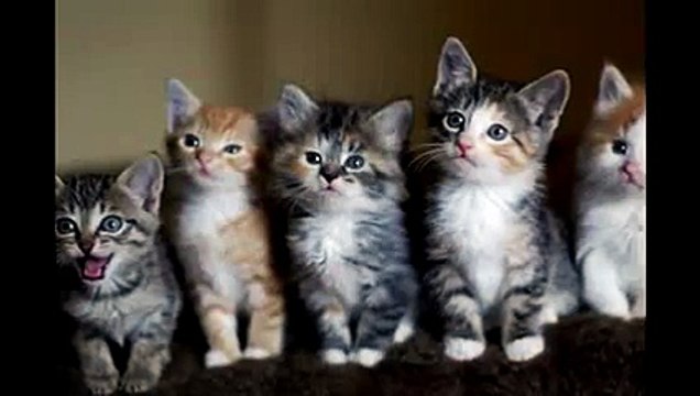 New 2016 Кот танцует под Майкла Джексона