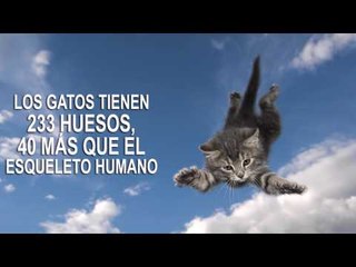 Mitos y verdades sobre los gatos