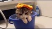 New 2016 Довольный Кот в ведре с водой! Коты любят воду!!! =)