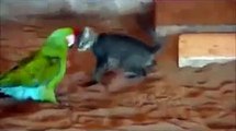 New 2016 Котенок и попугай. Коротенькое смешное видео про животных