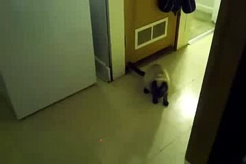 New 2016 Маленький испуг у кошки