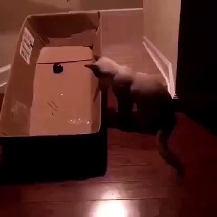 Lazer-sakasina-kurban-olan-merakli-kedi