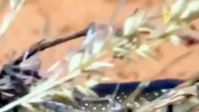 Animal Documentary National Geographic 24 WILD HOURS IN AFRICA Lion, Hyena, Leopard & More