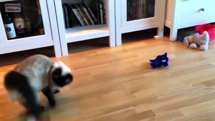 Funny Cats Jump Fail - funny cats compilation - cats funny - cats funny videos - cats funny clips