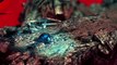DmC Devil May Cry 5: Vergils Downfall All Cutscenes Complete Movie【HD】