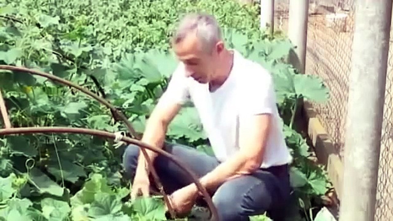 Живой огурец , лечение гемороя...не повторяйте это