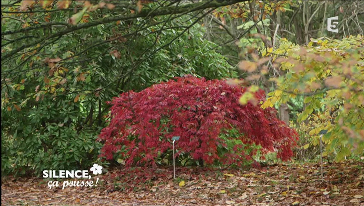 Silence, ça pousse ! 16.12.2015 France 5