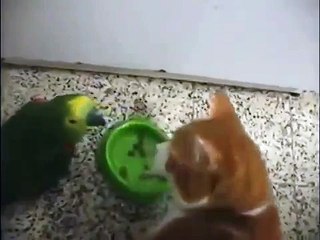 Лучше не злить кису