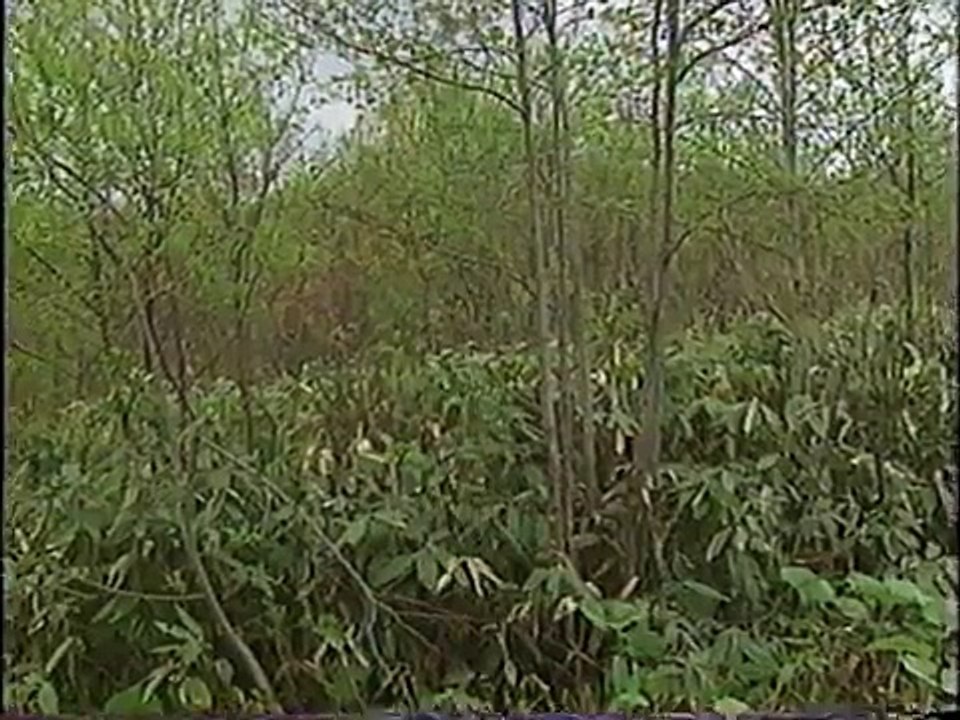 里山と放牧　斉藤晶牧場