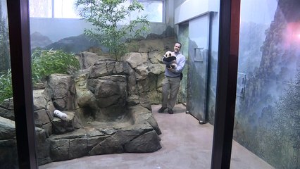 Giant panda cub Bei Bei makes media debut
