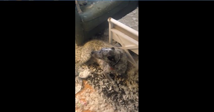 Dogs Look So Adorably Guilty After Pillow Rampage