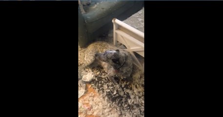 Dogs Look So Adorably Guilty After Pillow Rampage