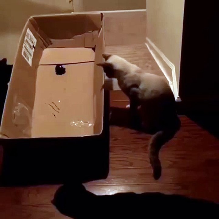 Funny cat videos #2