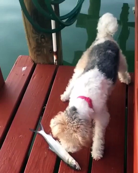 Funny dog videos #1