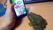 Pacman Frog catch some touch screen bugs