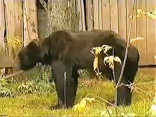 very fanny video ali zaid 2015