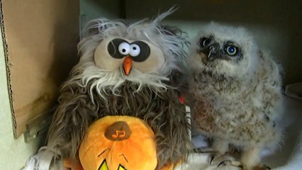 Un bébé hibou chante et danse avec une peluche