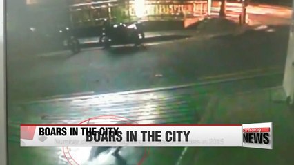 Number of wild boar sightings in Seoul doubles in the last year