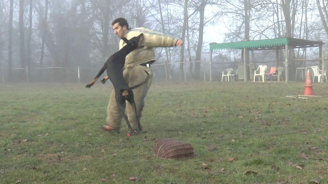 Magmar Von Der Burgstätte