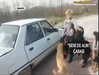 Kimsesiz Köpeğin Yuva İnadı (Bir Başarı Hikayesi)