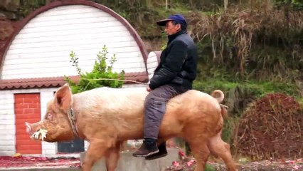 Farmer Rides Pig Along Busy Road in China