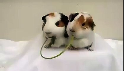 Lequel des deux va gagner... Ces 2 hamsters sont adorables.