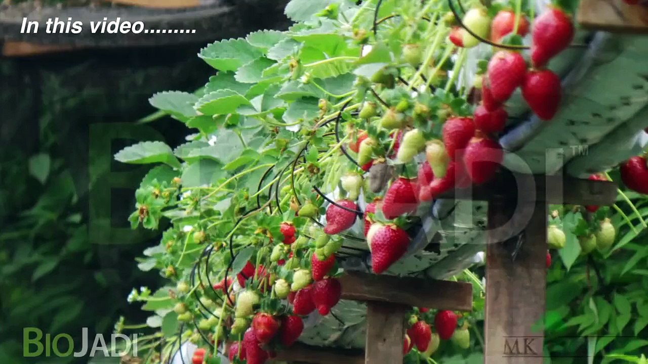 Organic Strawberries @ Mr. Choy's Strawberry Plantation