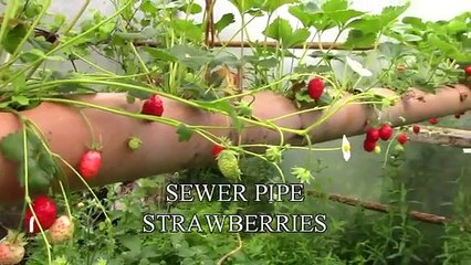 Sewer Pipe Strawberries - The Best Place To Grow Them!