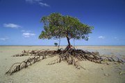 Yeniden Yeryüzü - Mangrovun Yeniden Doğuşu