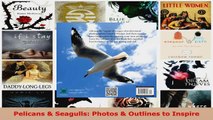 Read  Pelicans  Seagulls Photos  Outlines to Inspire Ebook Free