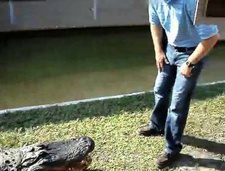 Alligator Teaser Very Funny