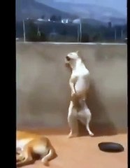 это надо смотреть