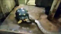 snake-tries-to-eat-tortoise-after-zoo-tries-to-see-if-they-will-live-together