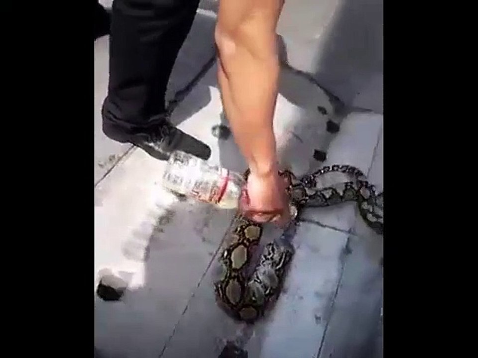 snake-was-too-fat-to-escape