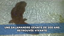 Une salamandre géante de 200 ans retrouvée vivante