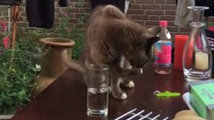 Troller un chat avec un verre d'eau