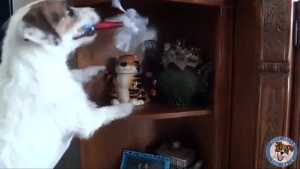 Chú chó thông minh nhất