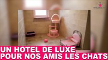 Un hôtel de luxe pour nos amis les chats! À découvrir dans la minute chat #71