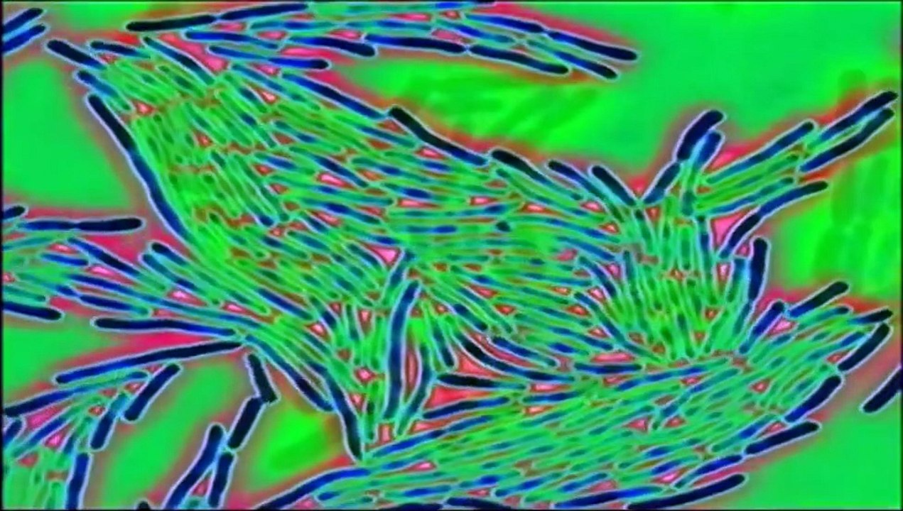 EVOLUTION - THE EVOLUTION OF GUTS - NOVA - Discovery/History/Science (documentary) HD