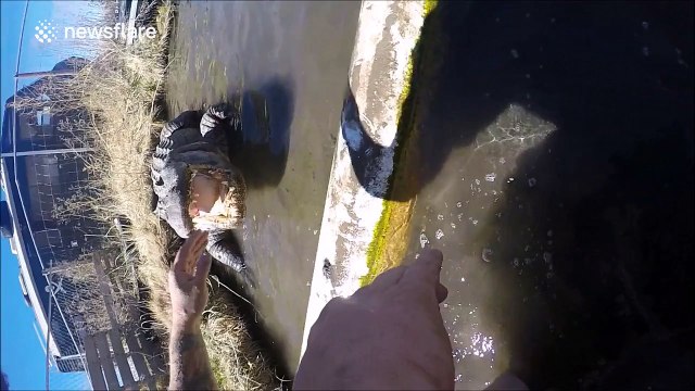 Man with GoPro on his arm puts his hand in an alligator's mouth