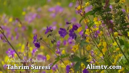 Tahrim Suresi Dinle Abdullah el-Juhani