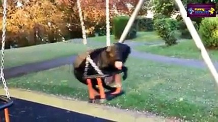 dog as a pet - best pet you ever seen